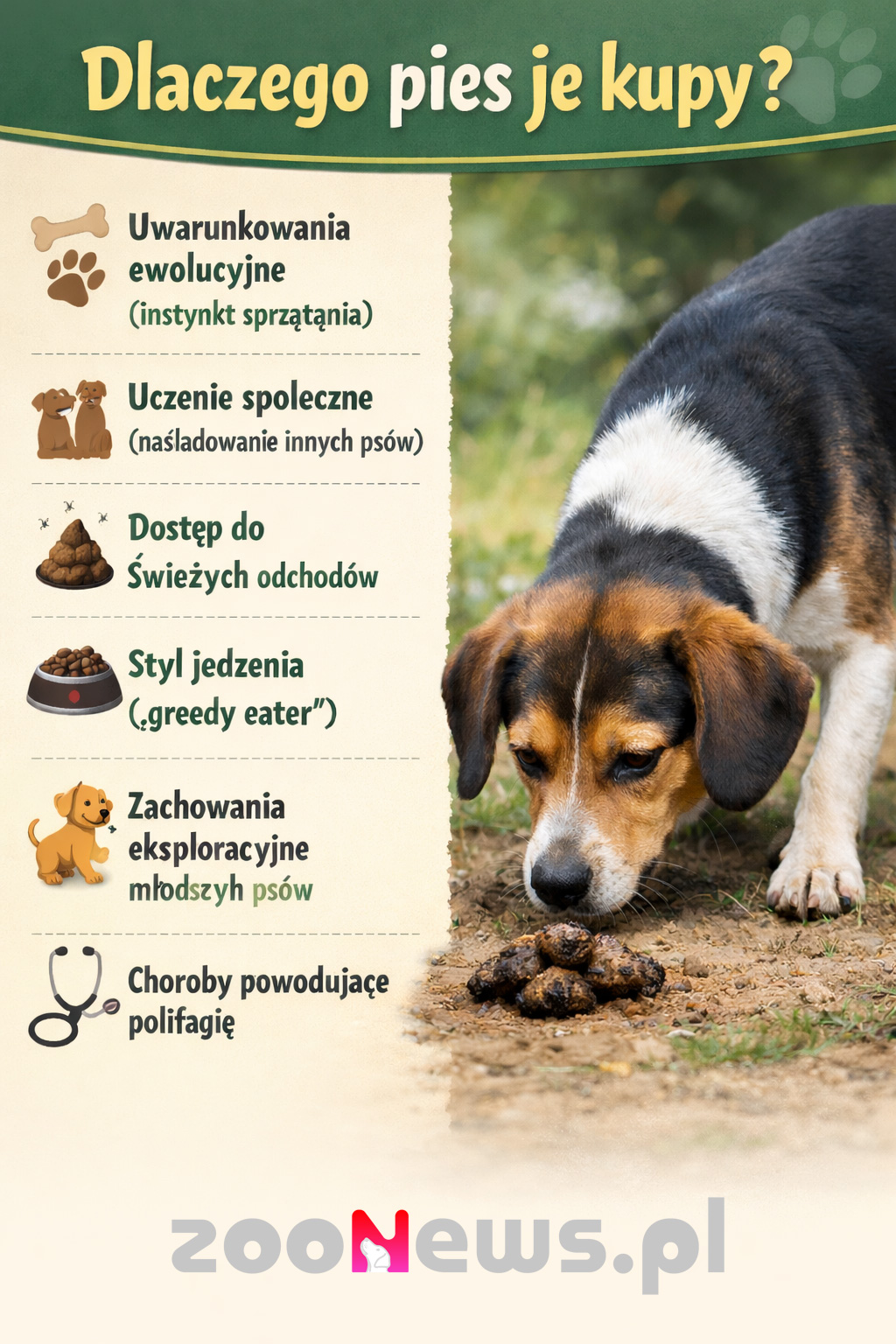 Dlaczego pies je kupy infografika