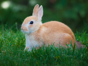 Najpopularniejsze rasy królików miniaturek