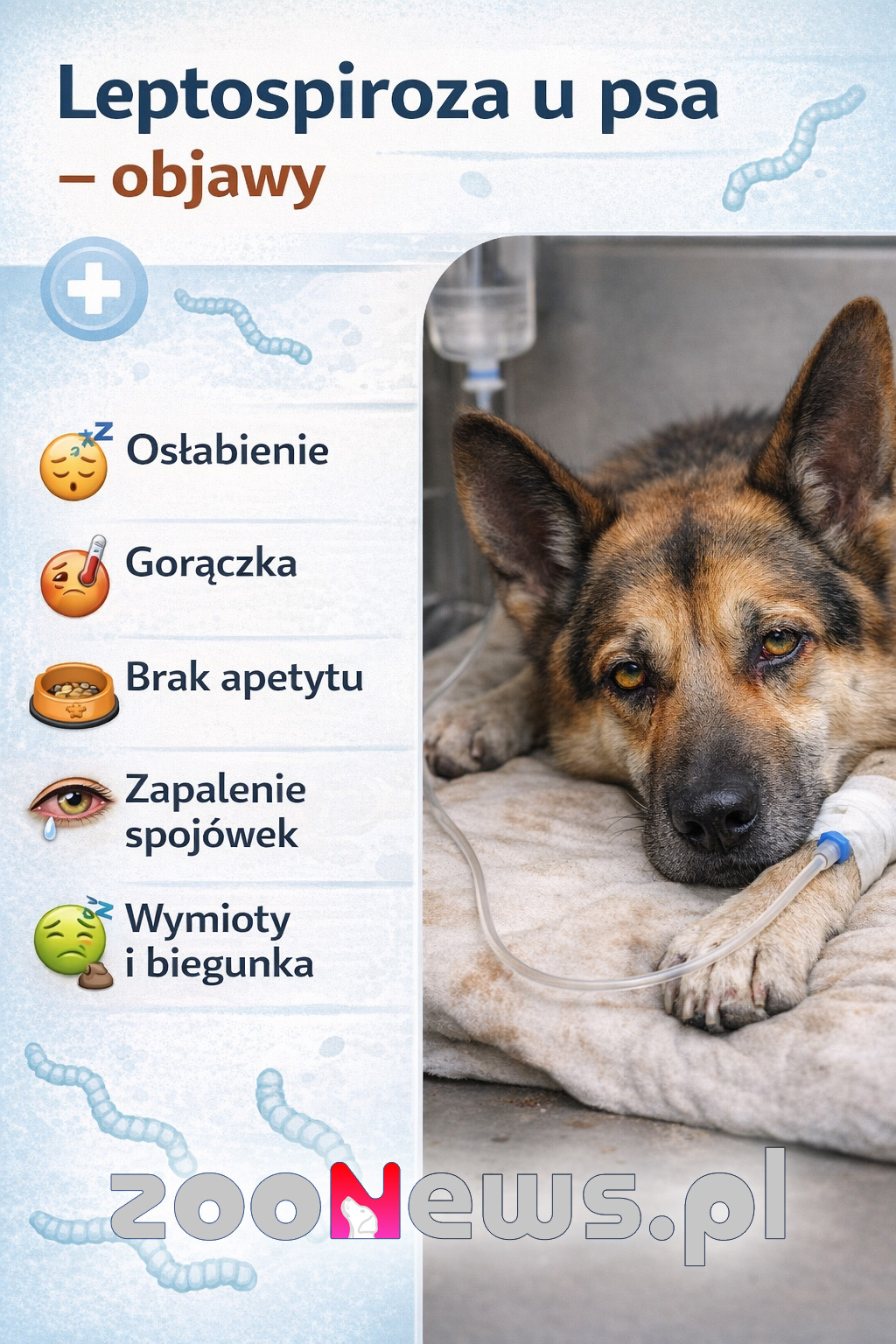 Leptospiroza u psa infografika