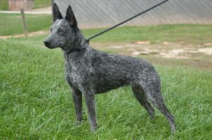 Australian stumpy tail cattle dog na trawie