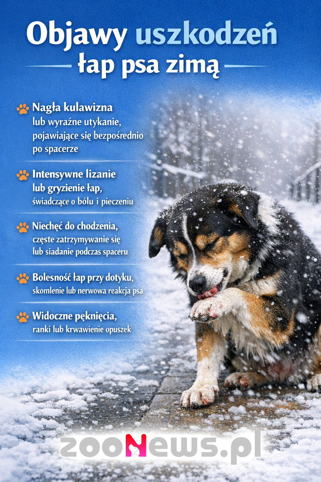 Jak dbać o łapy psa zimą infografika