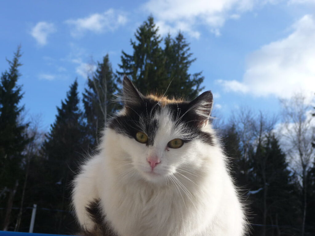 Japanese bobtail cat