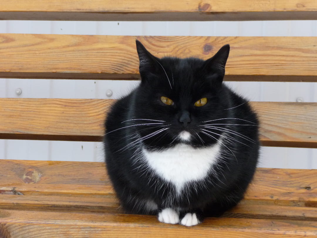 Kot japoński bobtail – cena, charakter, opis rasy