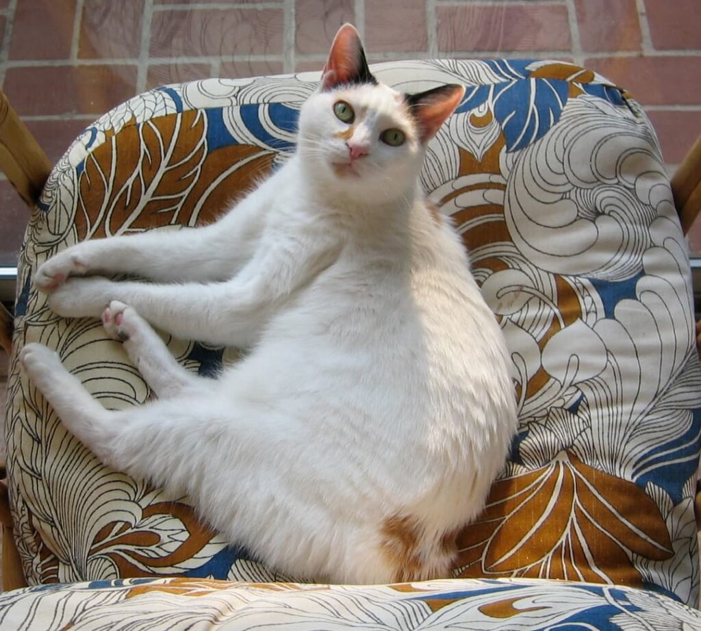 Kot japoński bobtail