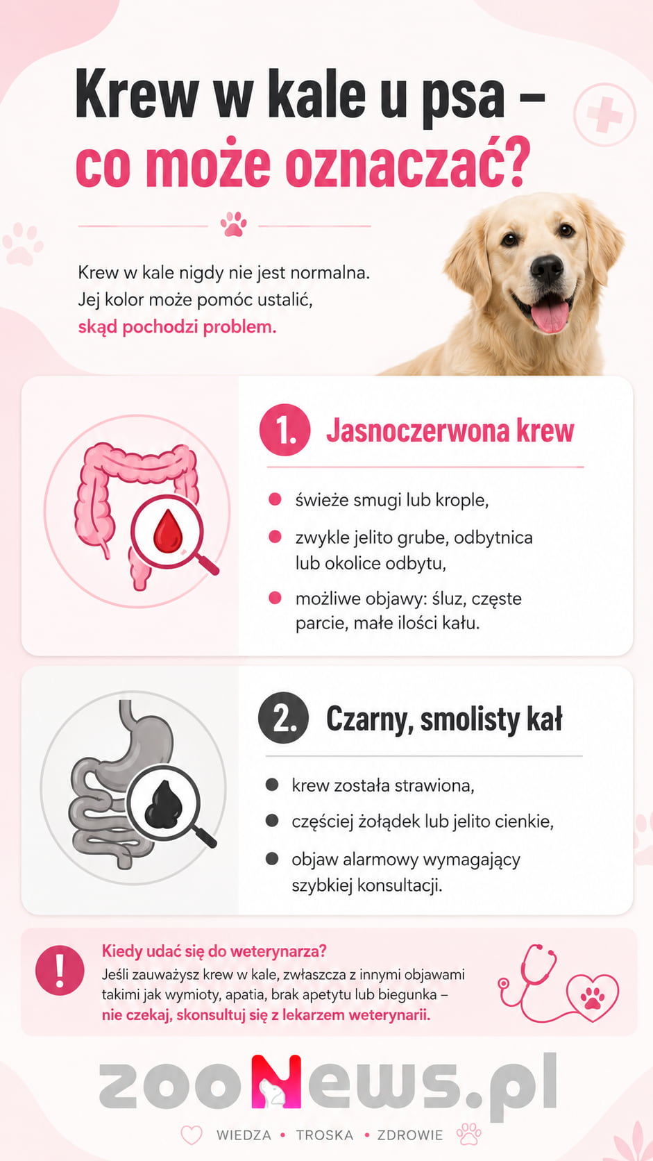 Krew w kale psa infografika