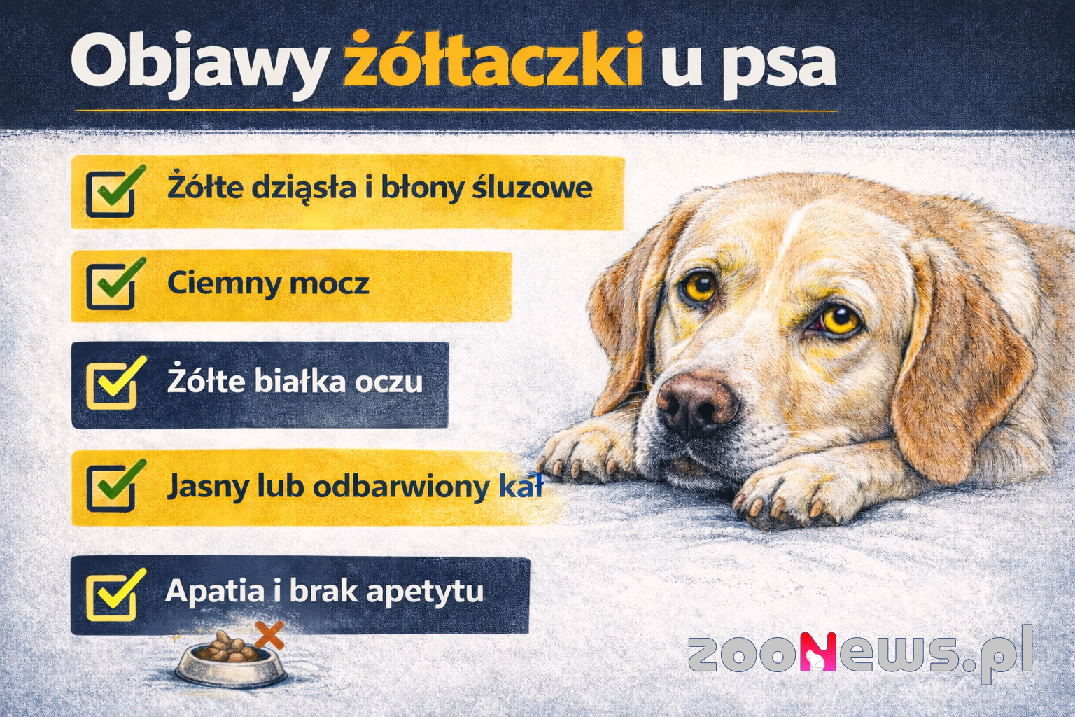 Objawy żółtaczki u psa infografika