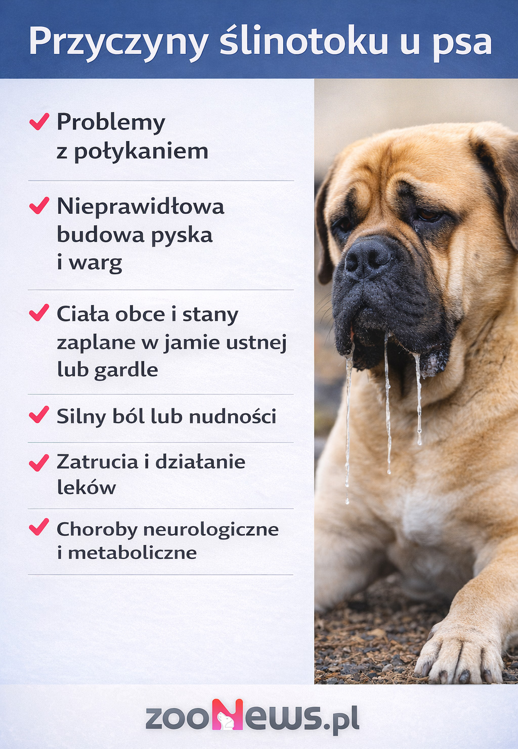 Ślinotok u psa infografika