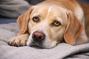 Pies z objawami żółtaczki