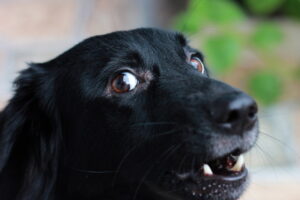 Choroby oczu u starszych psów