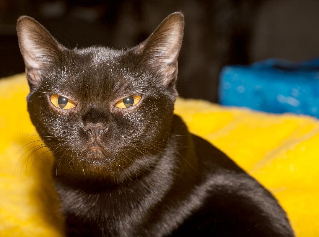 Kot bombajski – cena, charakter, opis rasy