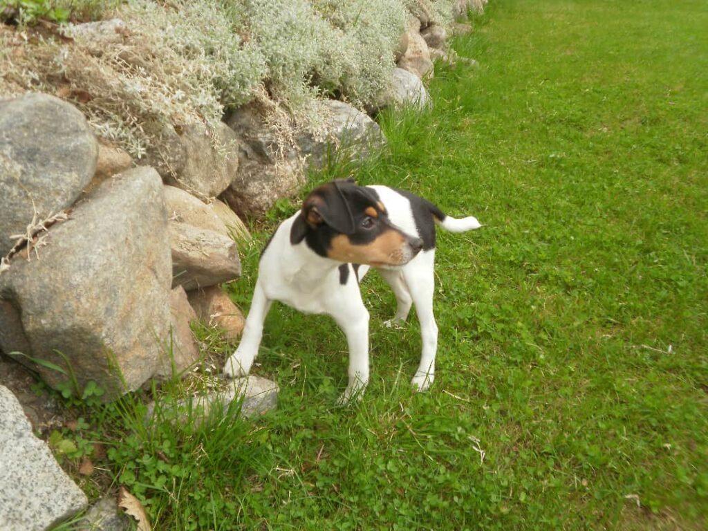 Dansk svensk gårdshund hodowla