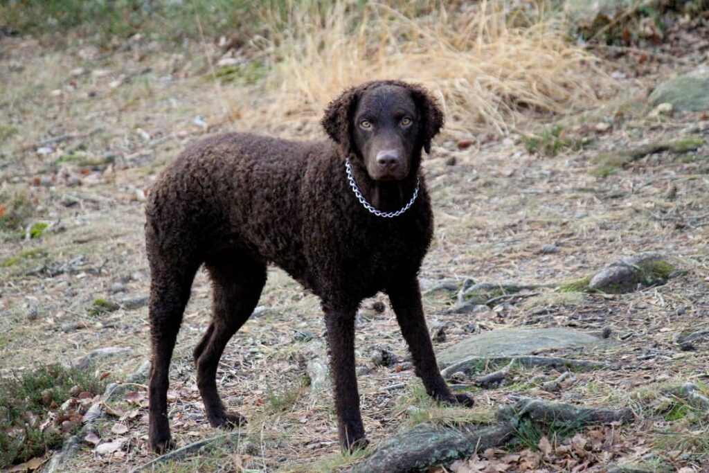 Curly coated retriever w lesie
