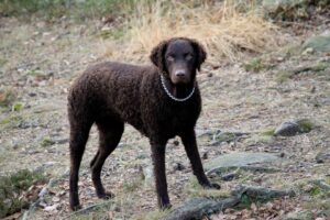 Curly coated retriever w lesie