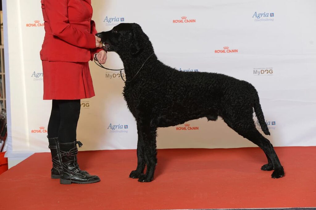 Curly coated retriever na wystawie