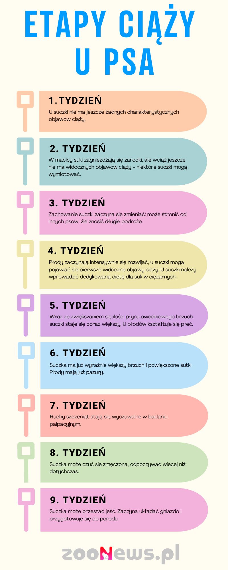 Infografika opisująca objawy ciąży u suki w ciągu 9 tygodni trwania ciąży