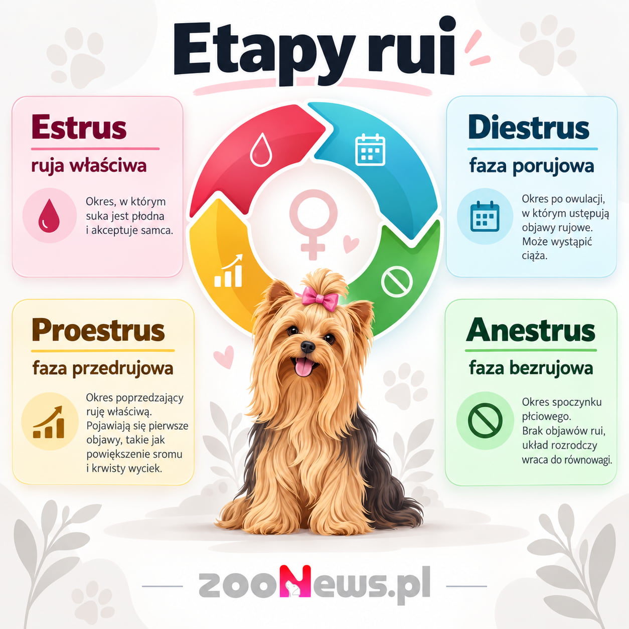 Etapy rui u psa infografika