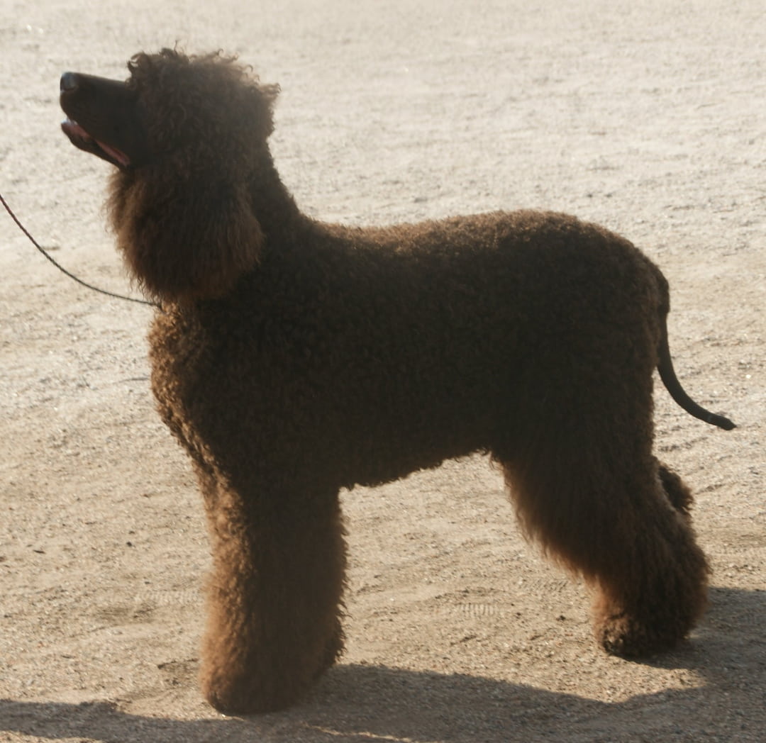 Irish water spaniel