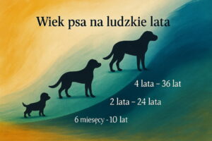 Wiek psa na ludzkie lata