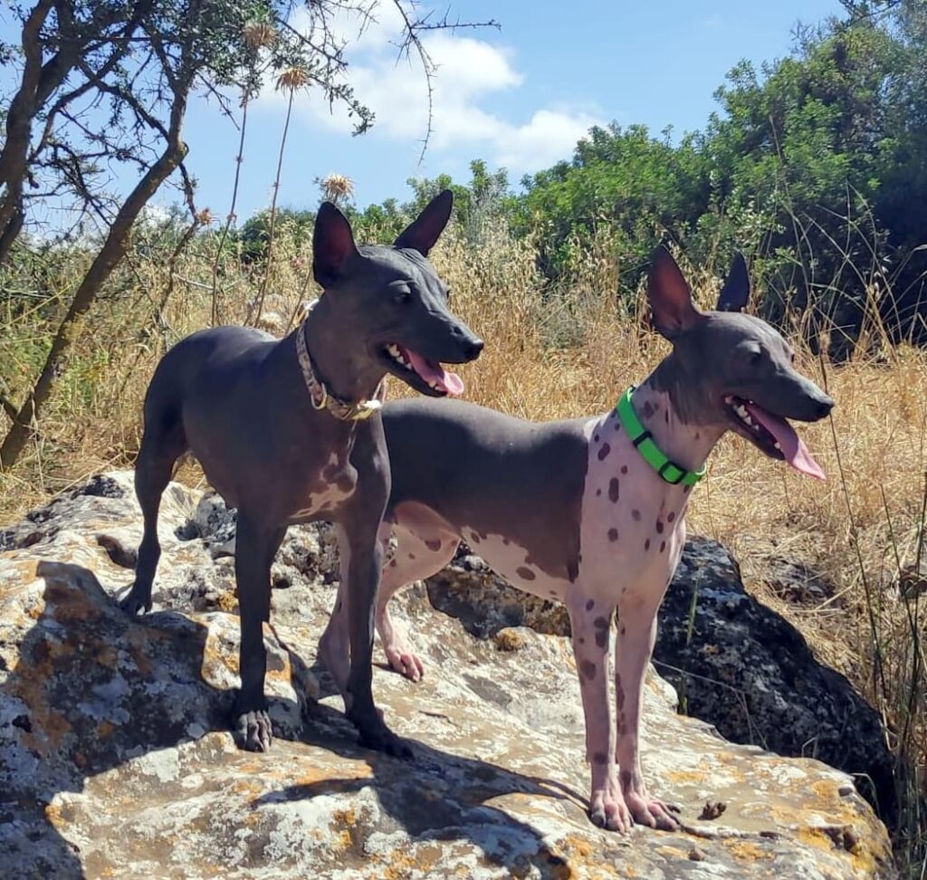 American hairless terriers