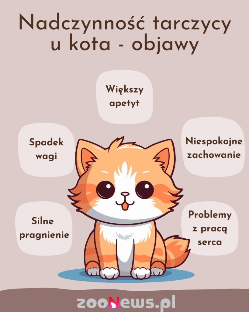 Infografika objawy nadczynności tarczycy u kota
