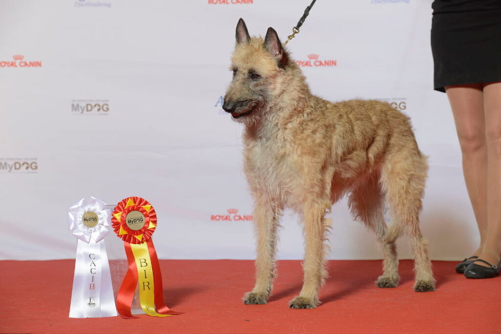 Owczarek belgijski laekenois na wystawie psów rasowych