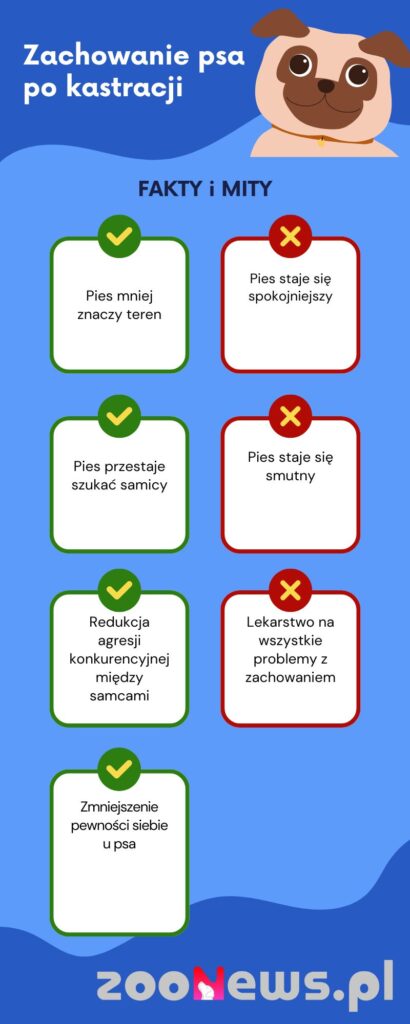 Zachowanie psa po kastracji infografika