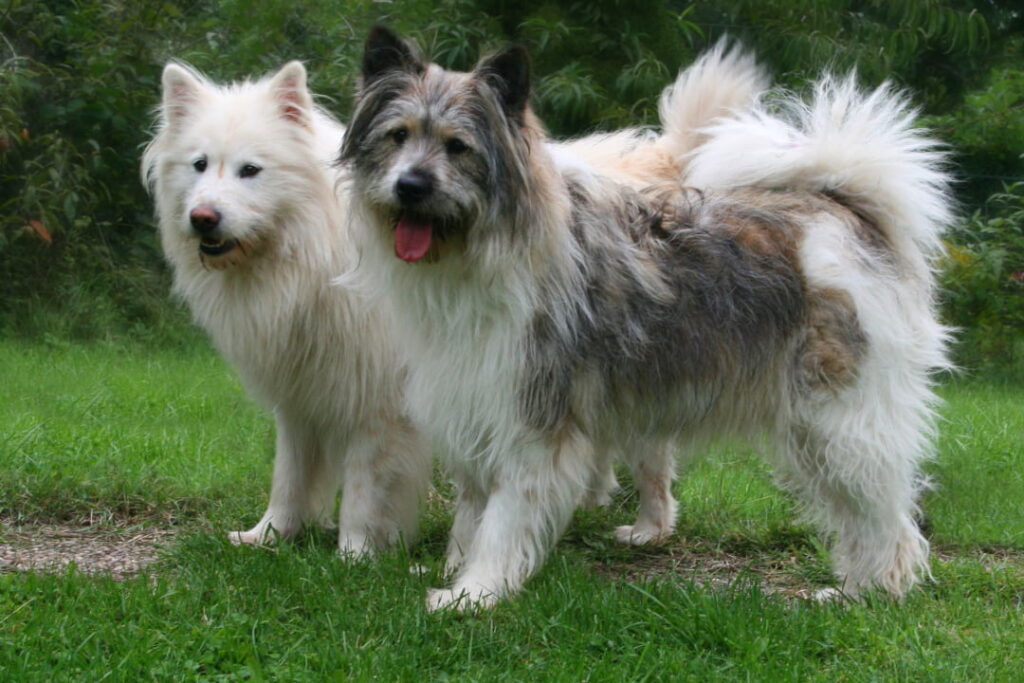 Dwa psy elo na trawie