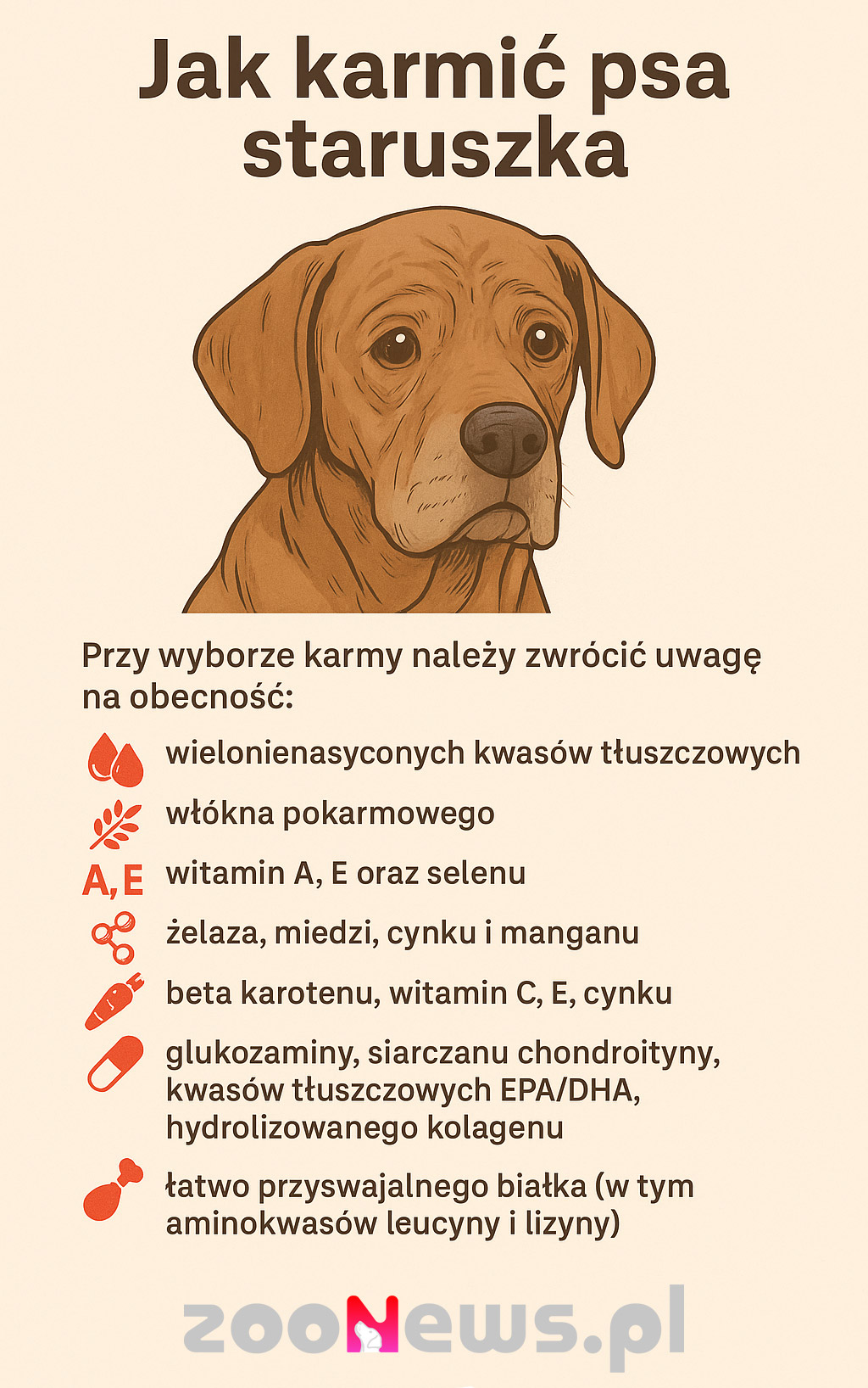 Infografika przedstawiająca jak karmić psa seniora