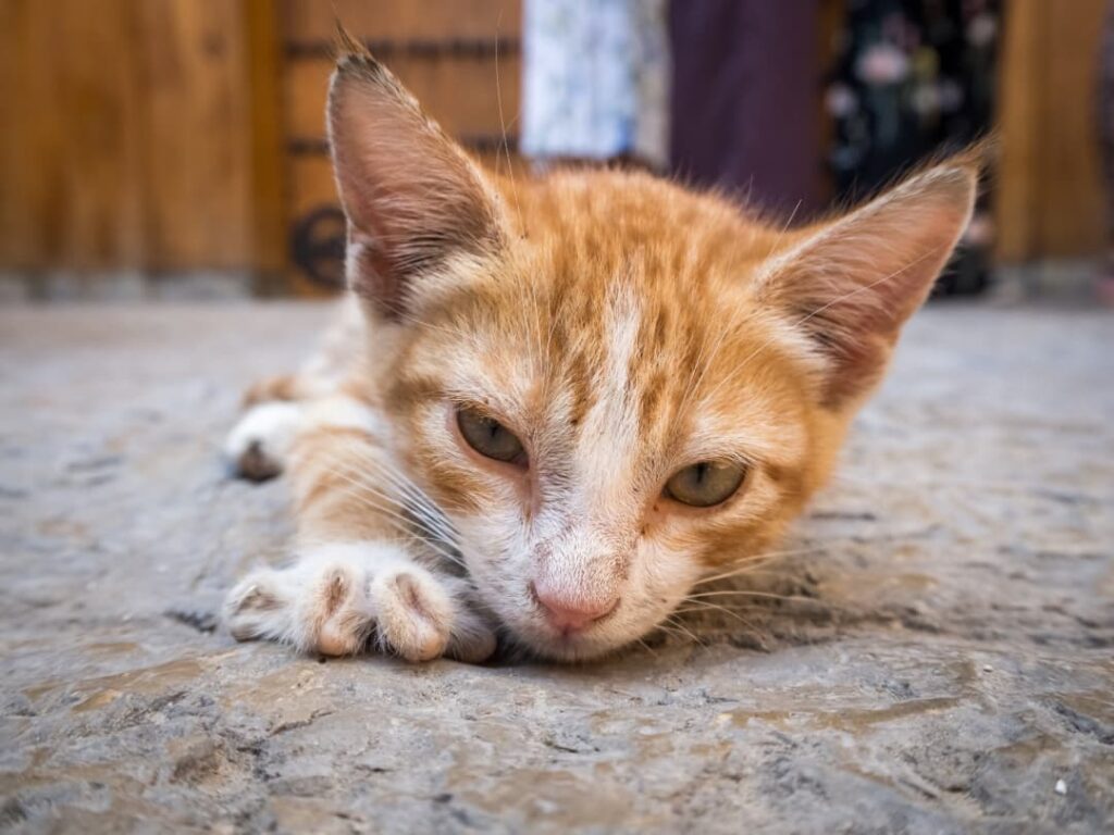 Wścieklizna rzekoma u kota