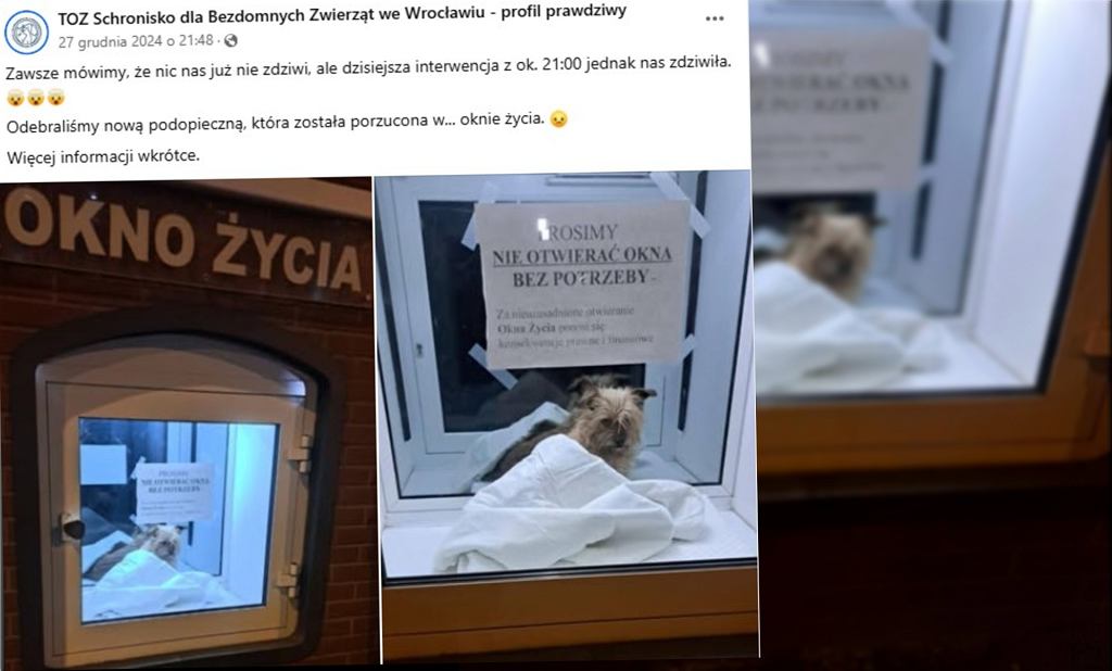 Pies z Okna Życia we Wrocławiu ma nowy dom