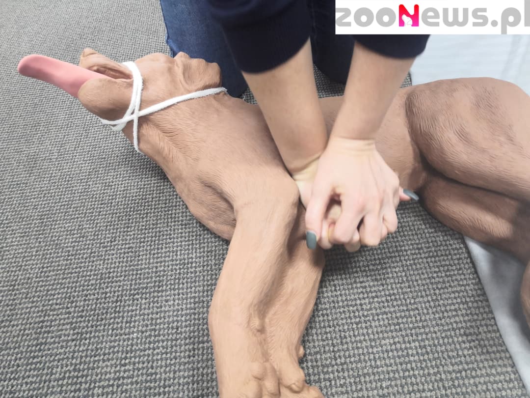 Resuscytacja krążeniowo-oddechowa psa