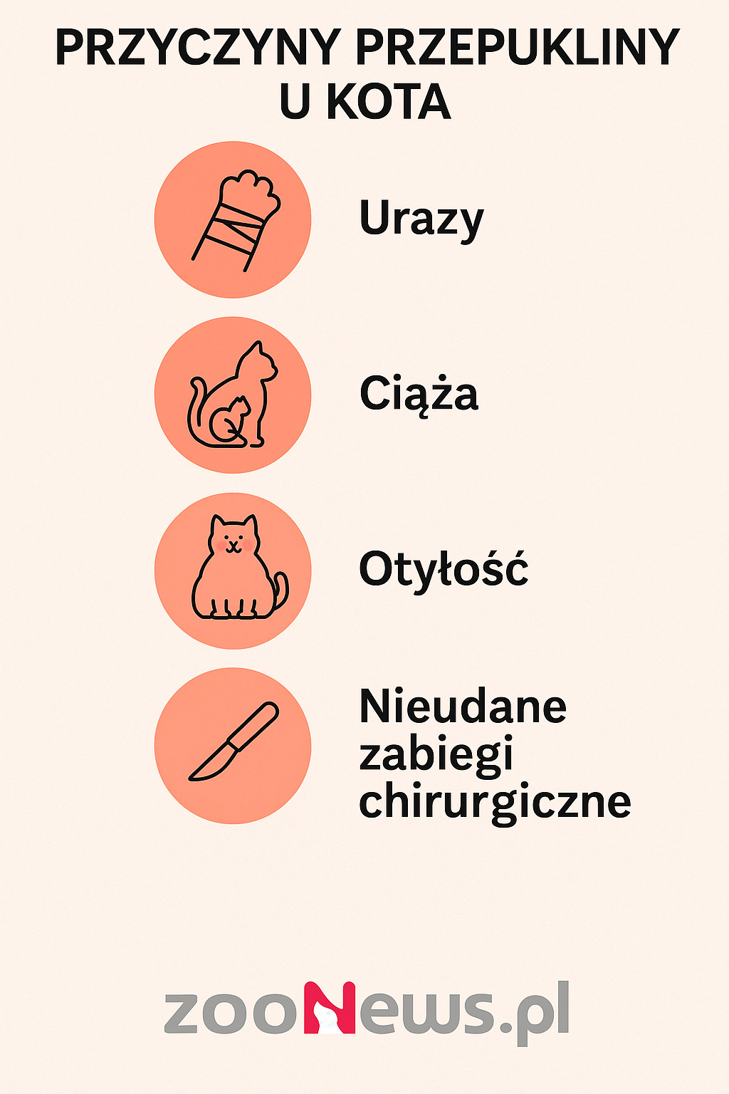 Przepuklina u kota infografika