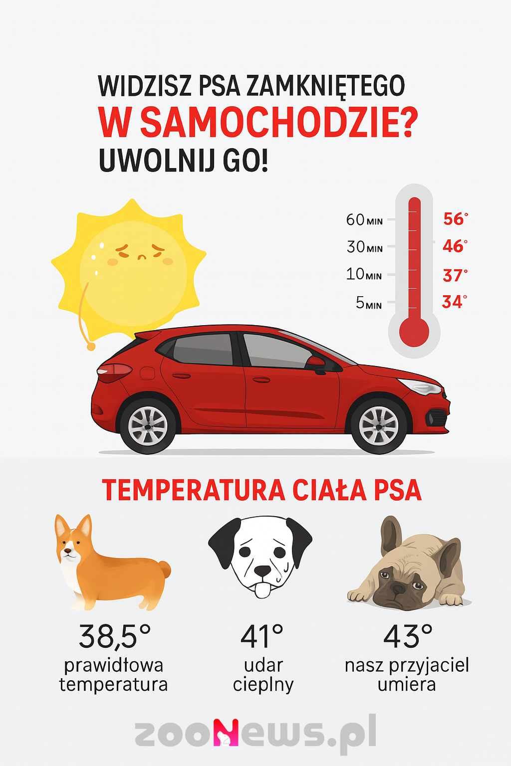 Pies w rozgrzanym samochodzie infografika