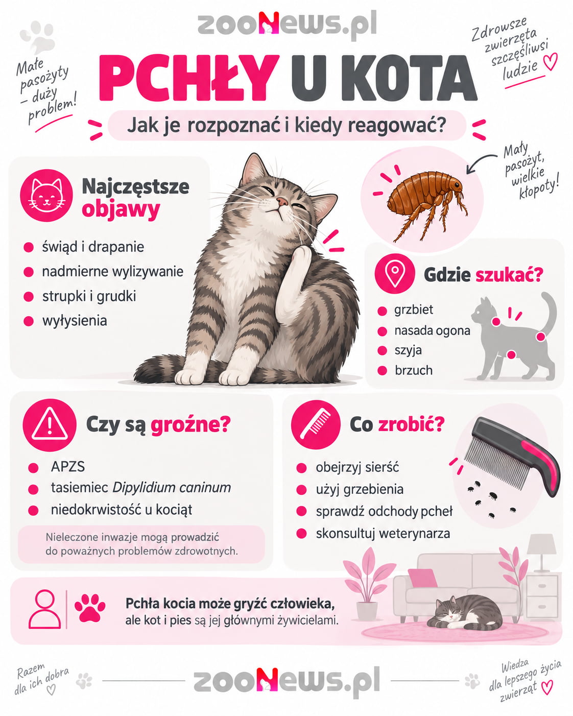Pchły u kota infografika