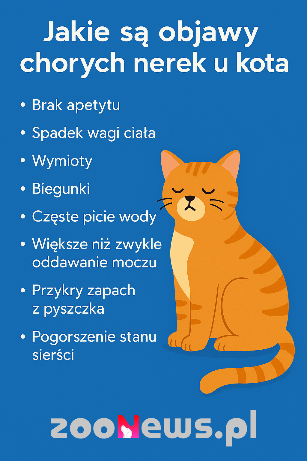 Objawy chorych nerek u kota infografika