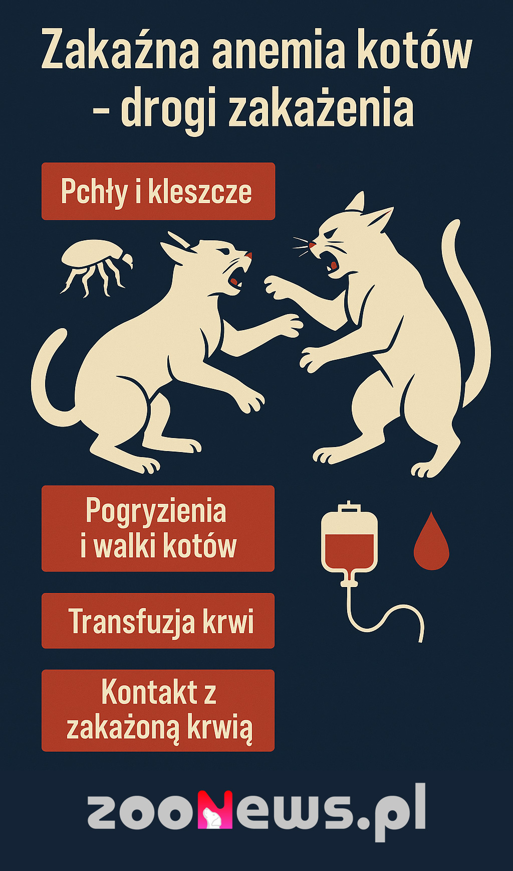 Zakaźna anemia kotów infografika