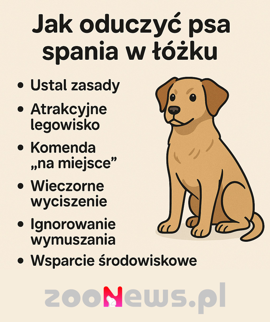 Jak oduczyć psa spania w łóżku infografika