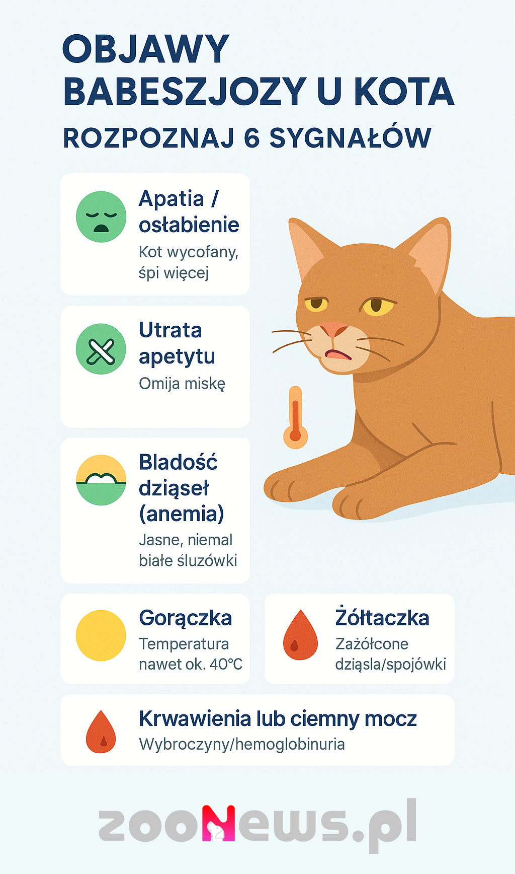 Objawy babeszjozy u kota infografika