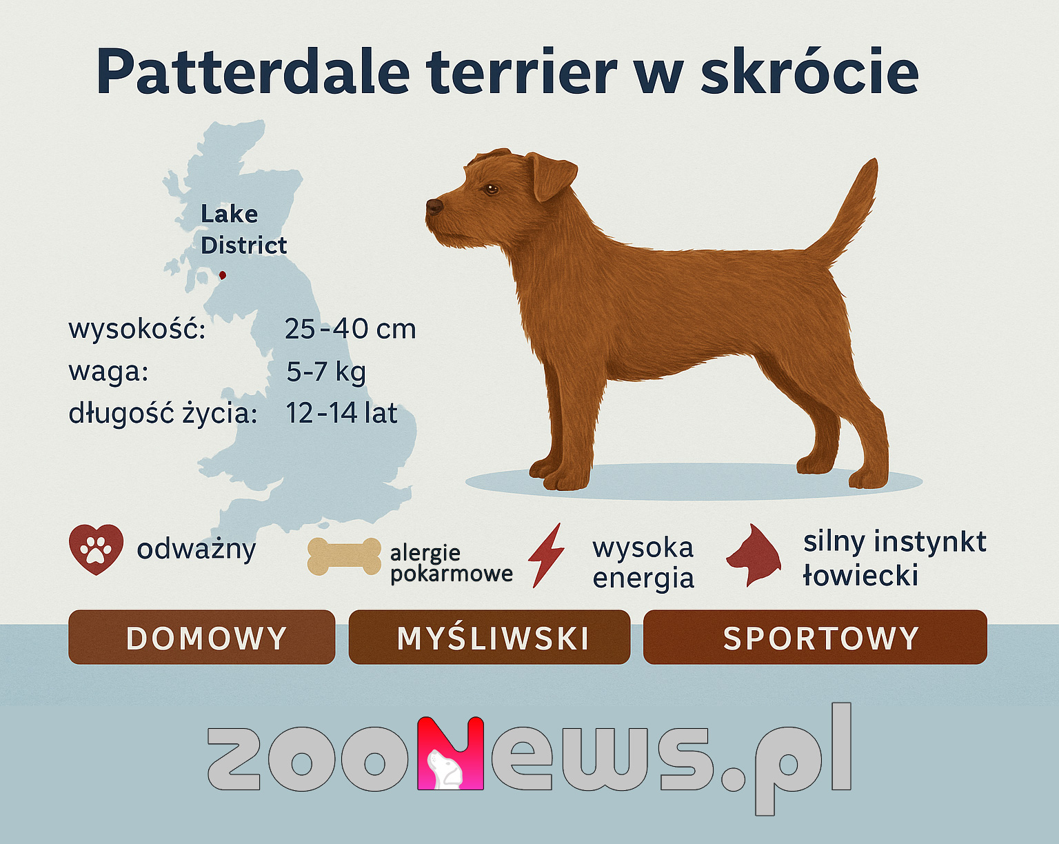 Patterdale terrier infografika