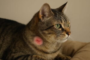 Kot z bakteryjnym zapaleniem skóry na szyi