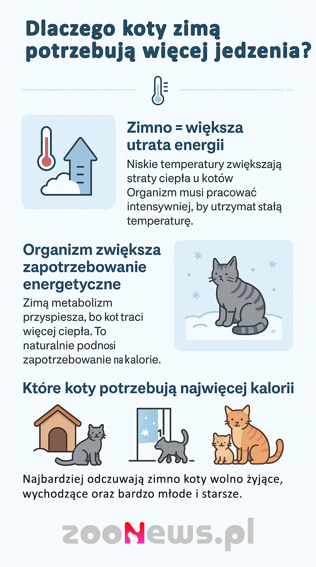 Jak dokarmiać koty zimą infografika