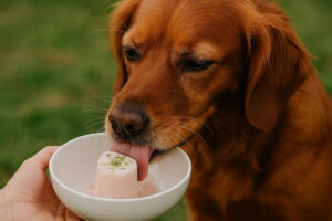 Jak zrobić lody dla psa?