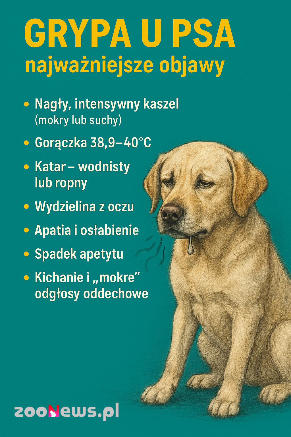 Grypa u psa infografika