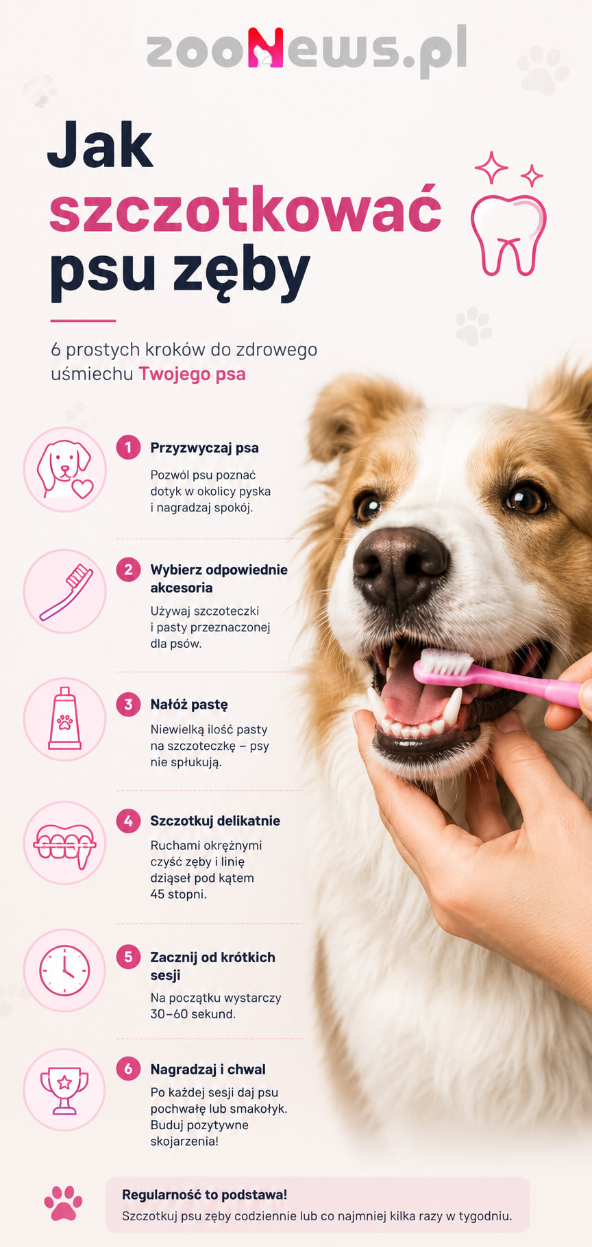 Jak szczotkować psu zęby infografika