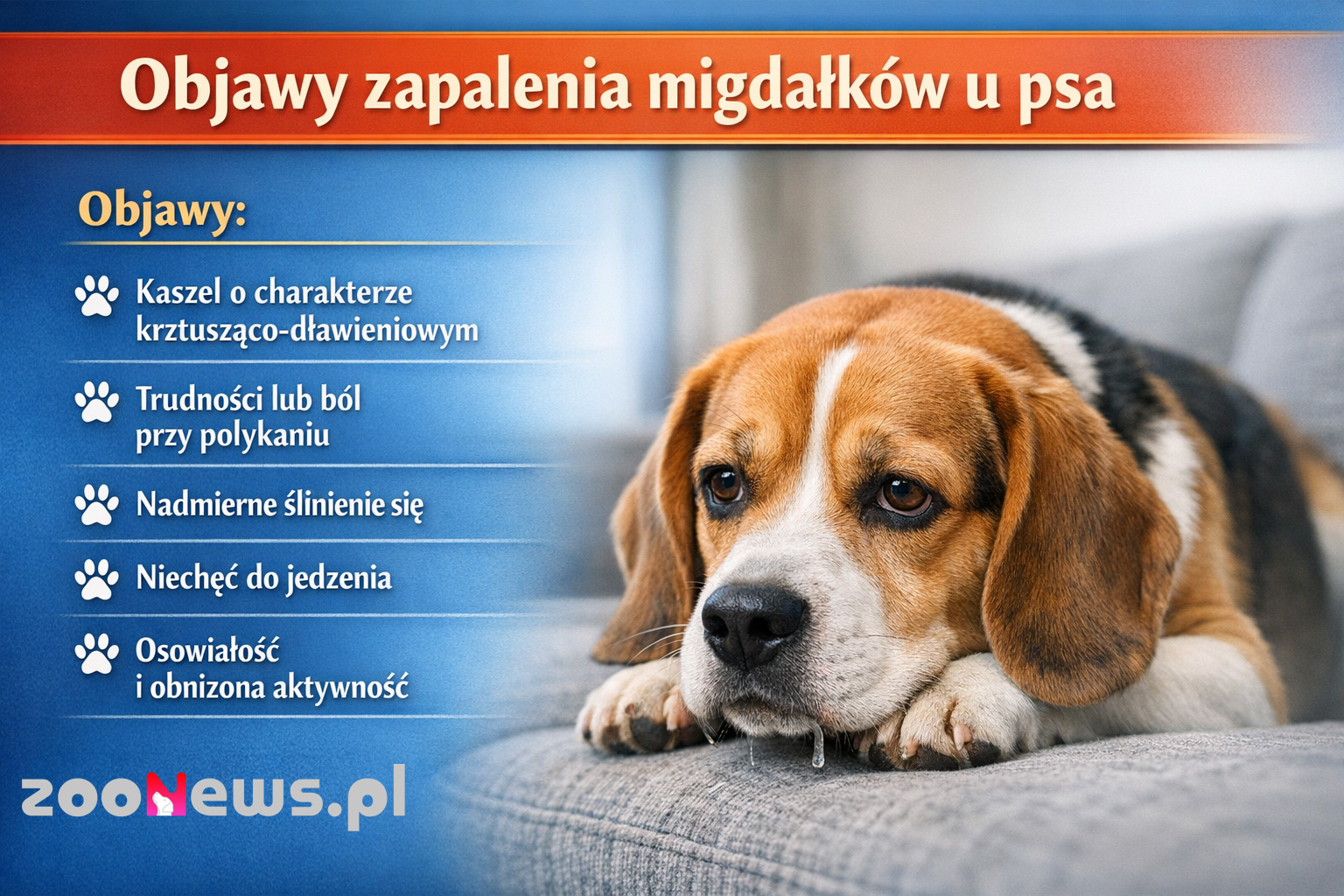 Zapalenie migdałków u psa infografika
