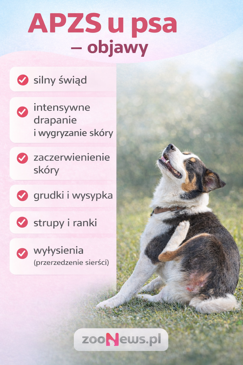 Alergiczne pchle zapalenie skóry u psa infografika