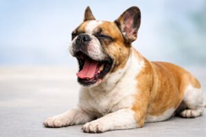Czy pies może zarazić się ziewaniem od człowieka?