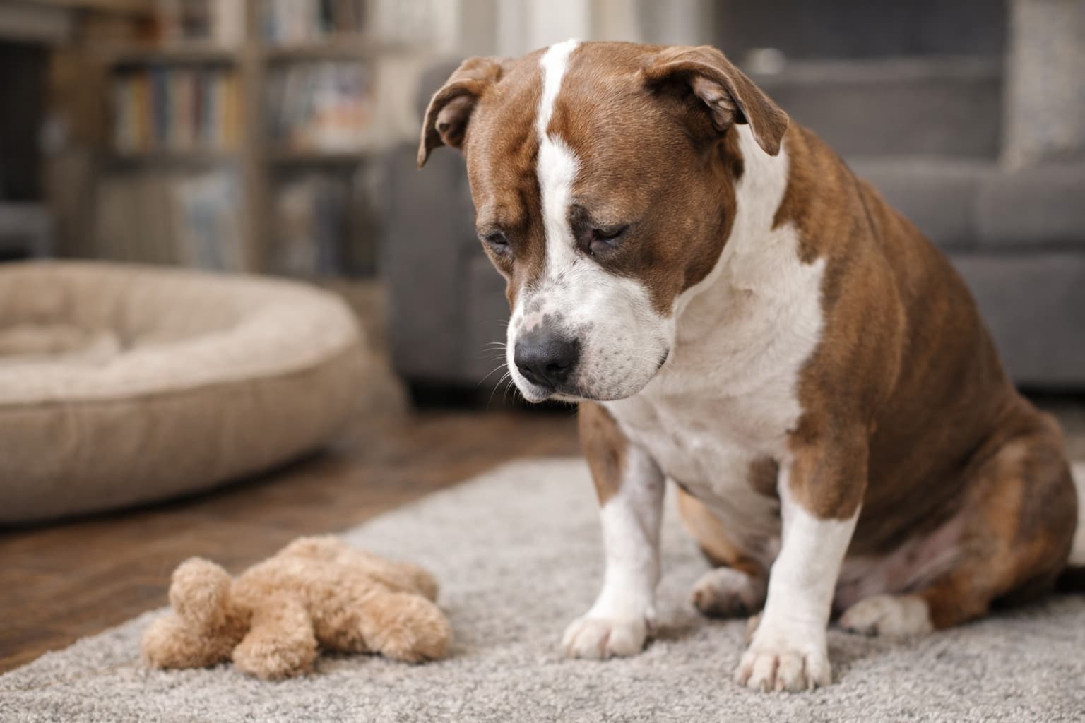 Czy pies przeżywa żałobę? Naukowcy twierdzą, że TAK