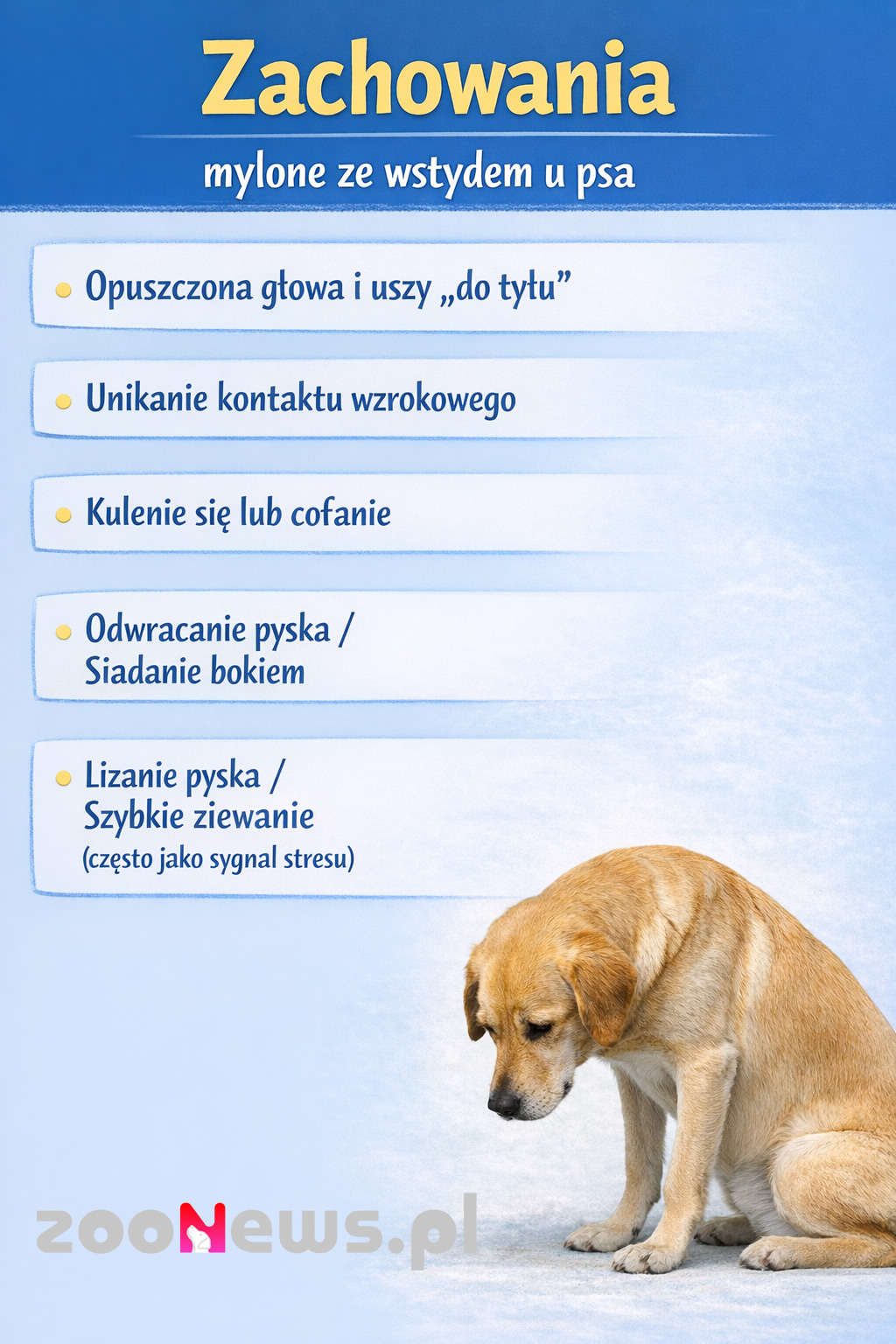 Czy pies się wstydzi infografika