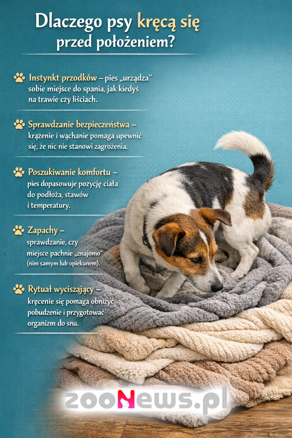 Dlaczego pies kręci się przed położeniem infografika